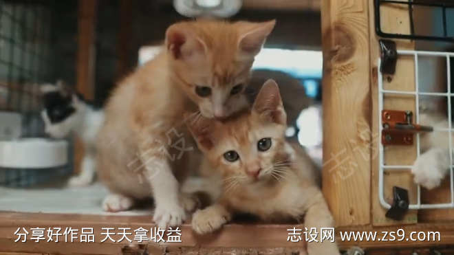 猫舍猫咪玩乐