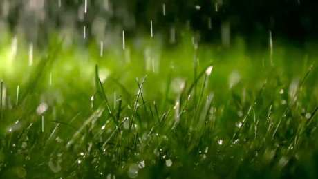 下雨的草地_视频素材下载_MP4格式_1920X1080像素-雨天,草地,通用-作品编号:2025033012245094-志设-zs9.com