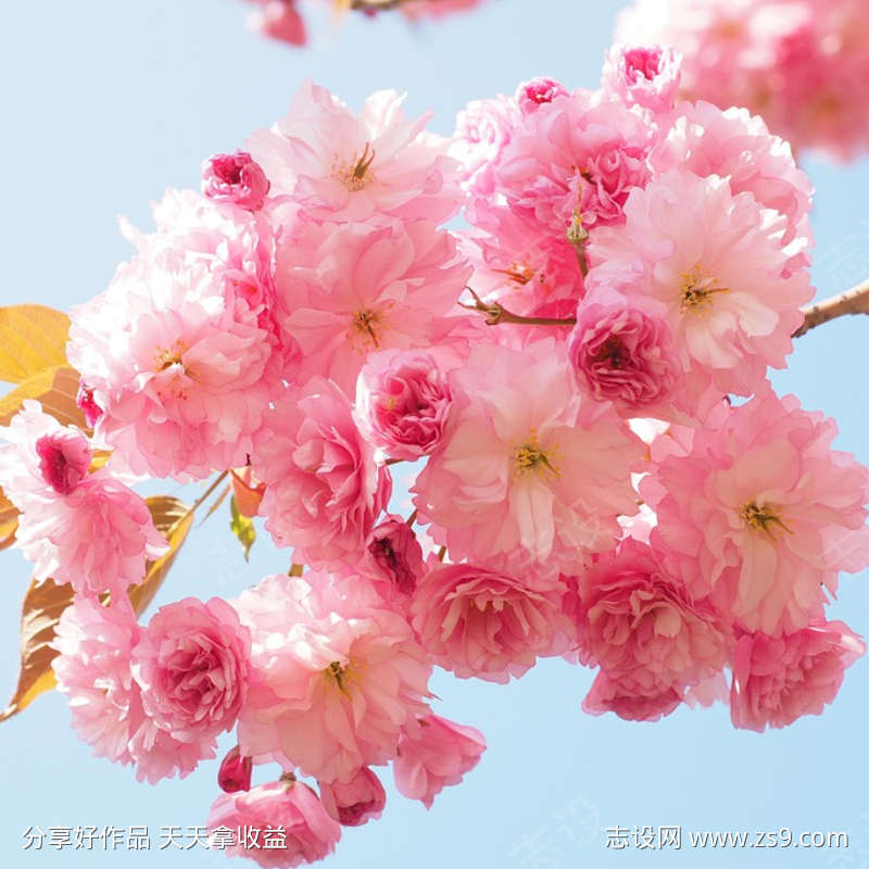 -设计导航-shejidh.cn