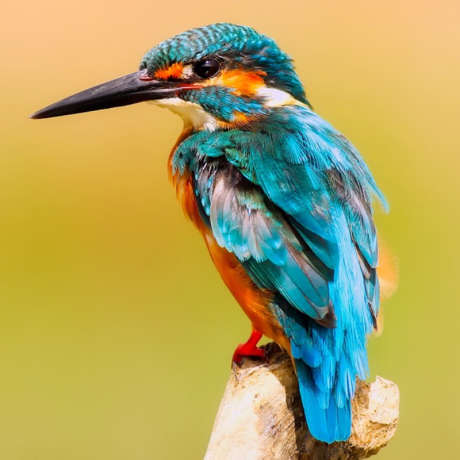 超级放松的音乐让心灵平静_音频下载_格式_48采样率_256比特率-超级放松,安静,治愈-作品编号:2025040315404484-志设-zs9.com