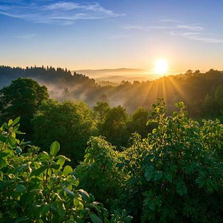森林的曙光感鸟叫环境声_音频下载_格式_22.05采样率_352.8比特率-影视,气氛,正能量-作品编号:2025040314293613-志设-zs9.com