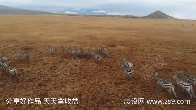 草原奔跑的斑马群