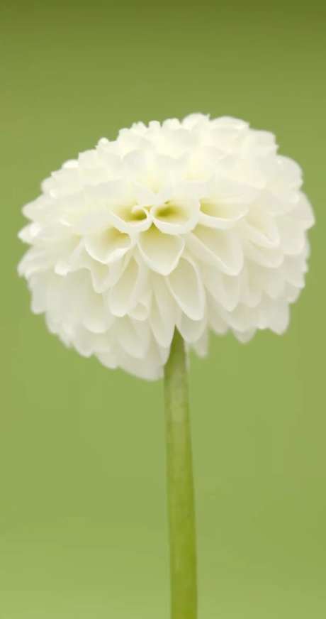 绿色植物微距_视频素材下载_MP4格式_2160X4096像素-植物,自然,绿色-作品编号:2025040910506542-志˲͓͕͔͐͑͗ٚٛٙ设˱网