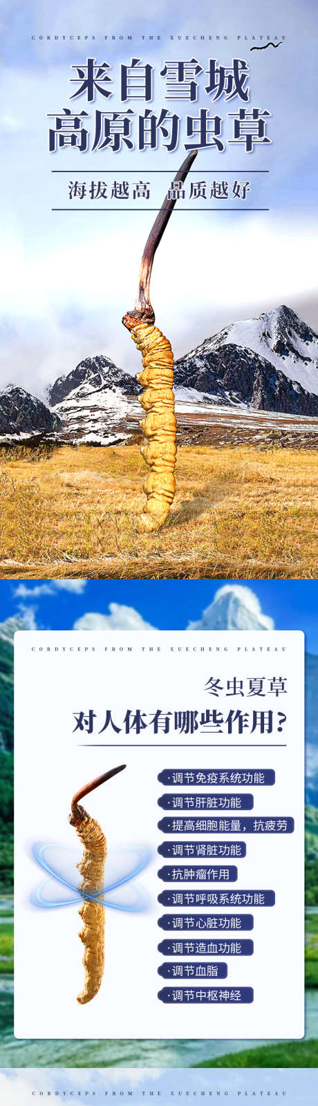 虫草详情页_源文件下载_PSD格式_750X11980像素-虫草,详情页,电商-作品编号:2025041308391991-志设-zs9.com