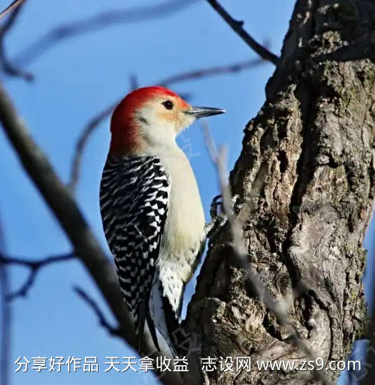 -设计导航-shejidh.cn