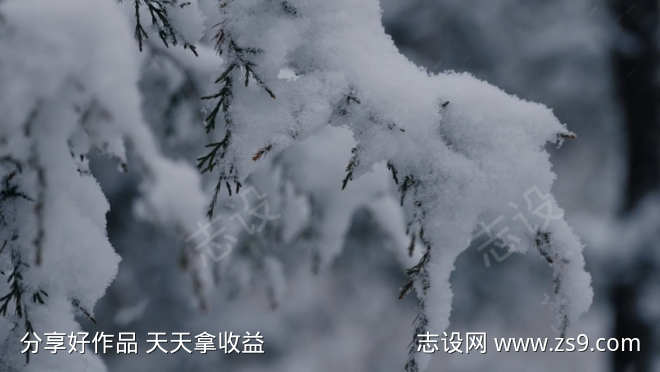 雪落在了树枝上视频素材