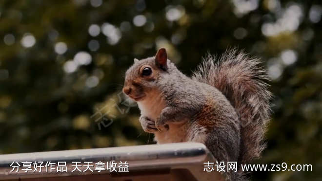 一只松鼠特写视频素材