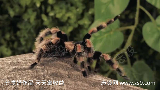-设计导航-shejidh.cn