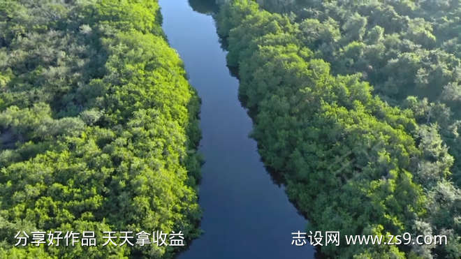 河流穿过森林视频素材