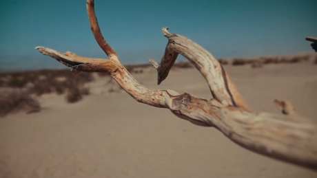 沙漠上的树枝镜头平移视频素材_视频素材下载_MP4格式_1920X1080像素-树枝,沙漠上,沙地-作品编号:2025041711599234-志设-zs9.com