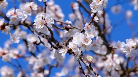 树枝花开视频素材_视频素材下载_MP4格式_1920X1080像素-树枝,树枝,花开-作品编号:2025041712097820-志设-zs9.com