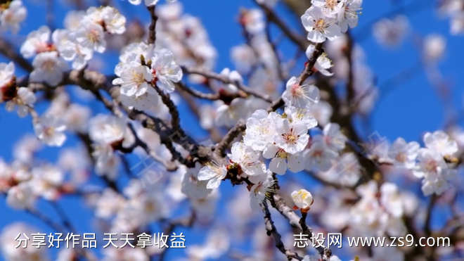 树枝花开视频素材