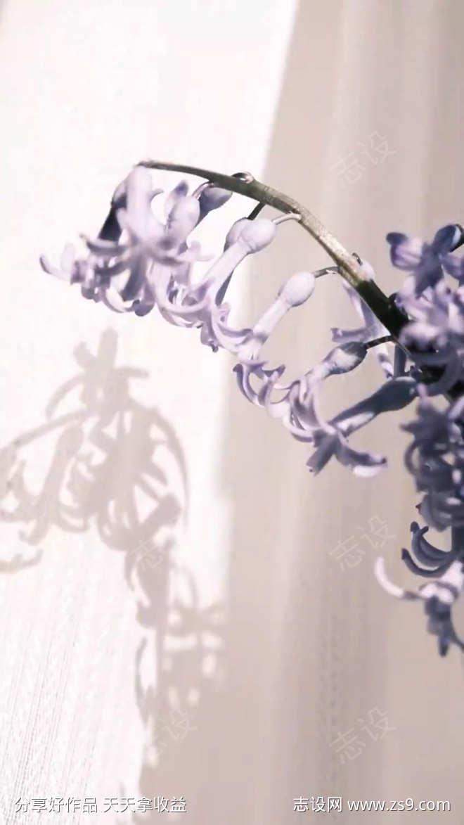 白色窗帘的优雅风信子阴影