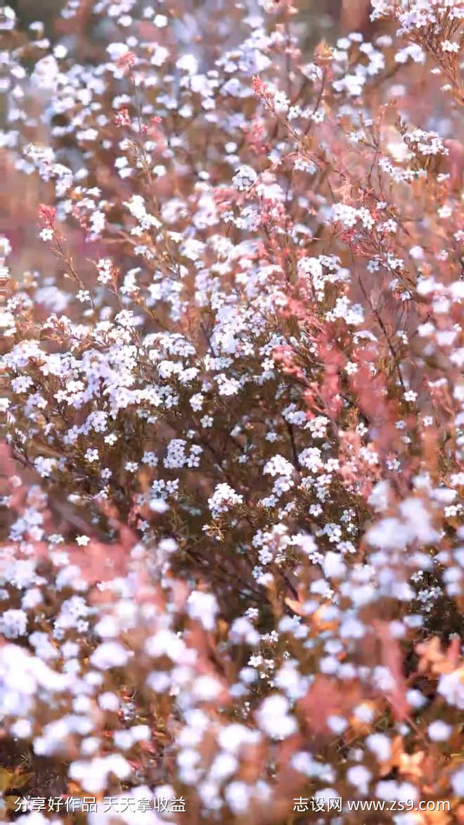 美丽的花卉场景与轻柔的飘动
