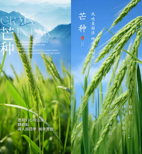 芒种节气海报_源文件下载_PSD格式_1250X2705像素-麦子,分享,海报-作品编号:2025051509155520-志设-zs9.com