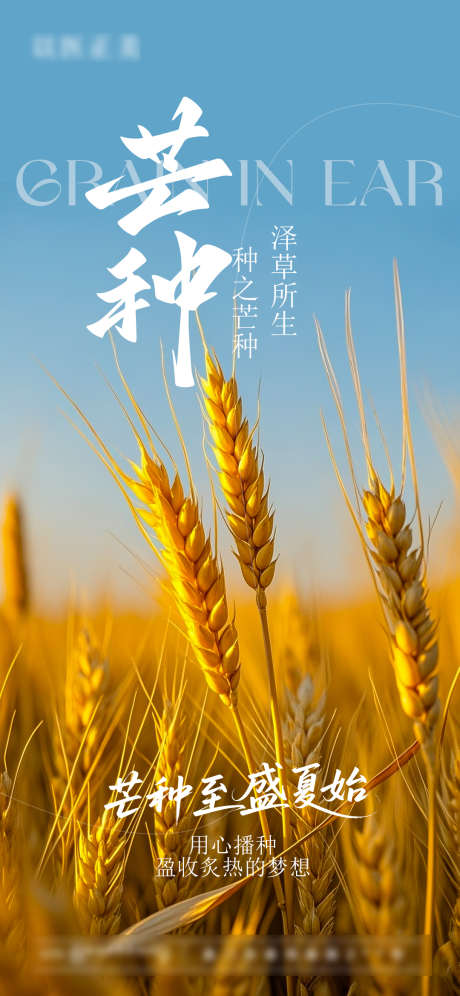 芒种节气海报_源文件下载_PSD格式_1080X2338像素-麦穗,节气,芒种-作品编号:2025060415026741-志设-zs9.com