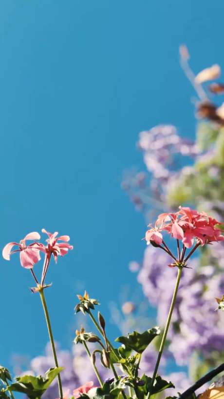 粉红紫色花特写_视频素材下载_MP4格式_1080X1920像素-花,粉色,通用-作品编号:2025061410357643-志设-zs9.com