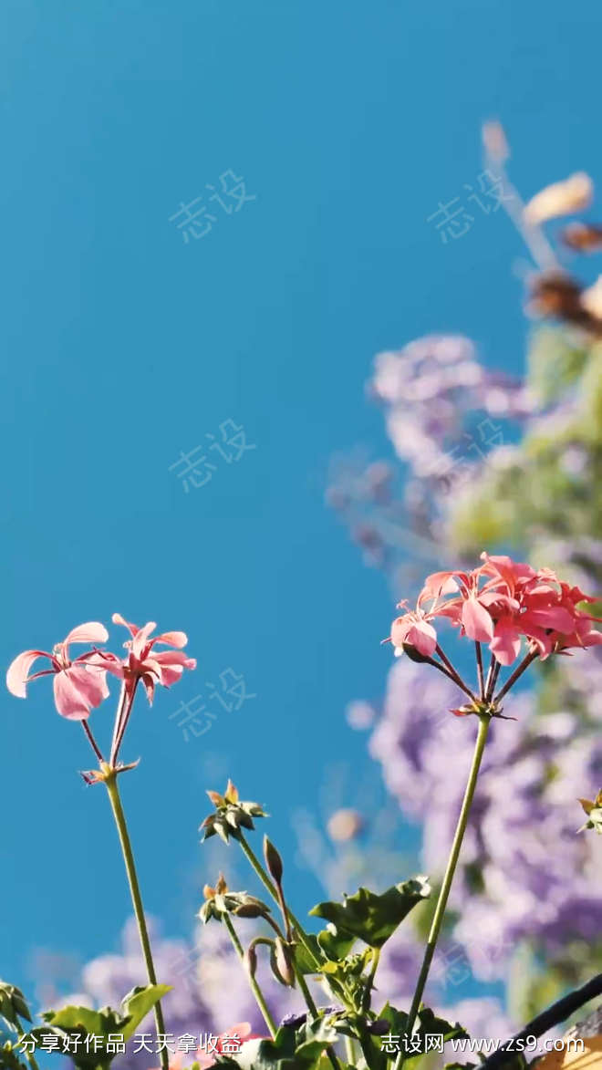 粉红紫色花特写