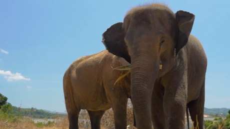 大象进食过程_视频素材下载_MP4格式_1920X1080像素-进食,大象,通用-作品编号:2025061410439362-志设-zs9.com