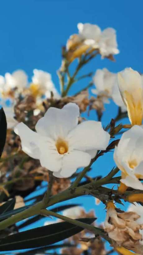 白色花特写_视频素材下载_MP4格式_1080X1920像素-微距,白色花,通用-作品编号:2025061410484744-志设-zs9.com