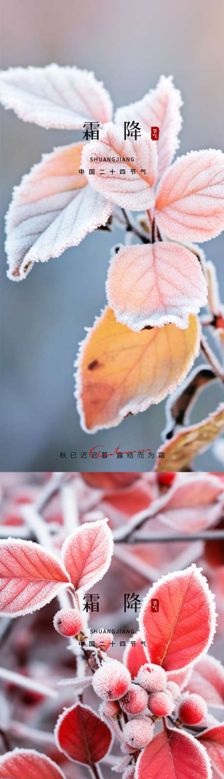 霜降节气海报_源文件下载_PSD格式_1080X4676像素-植物,白色,节气海报-作品编号:2025061511521950-志设-zs9.com