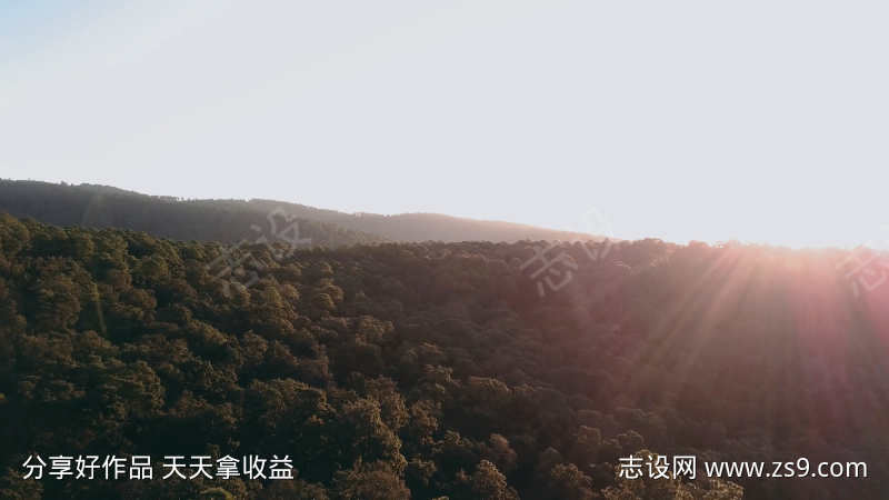 航拍树林丛林