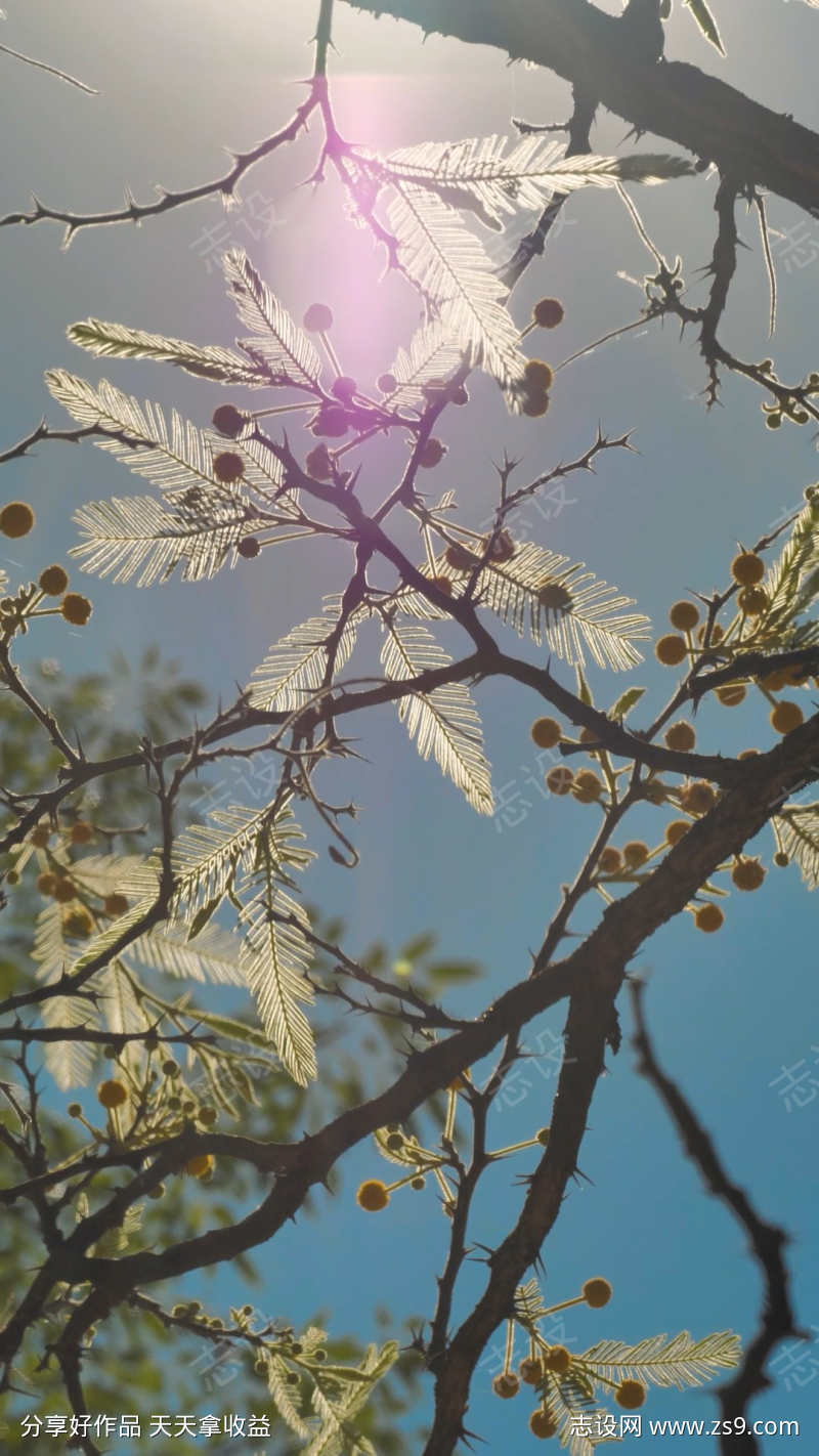 竖屏逆光树梢