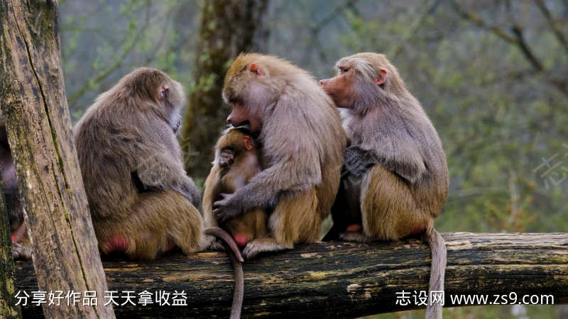狒狒群体生活