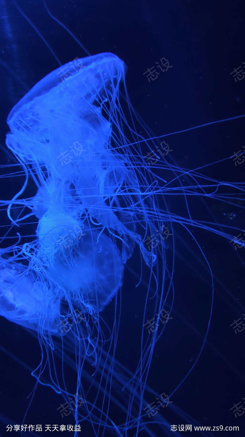 特写蓝色水母
