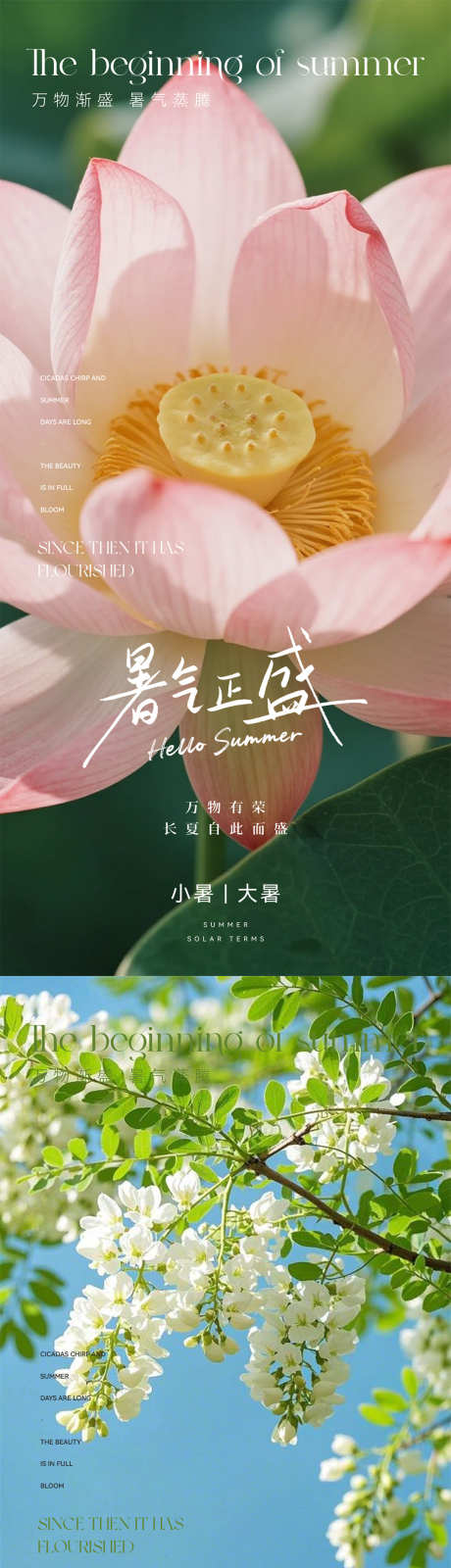 小暑大暑节气_源文件下载_PSD格式_1080X4676像素-节气,自然,花朵-作品编号:2025062415056496-志设-zs9.com