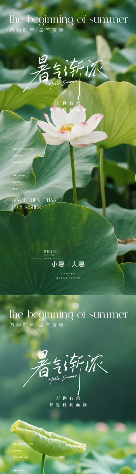小暑大暑处暑_源文件下载_PSD格式_1080X4676像素-绿色,荷花,大暑处暑-作品编号:2025062415448455-志设-zs9.com