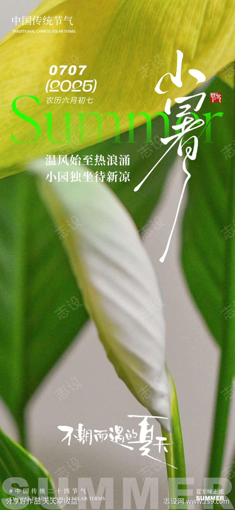 小暑芭蕉叶叶子夏天简约清新夏季意境