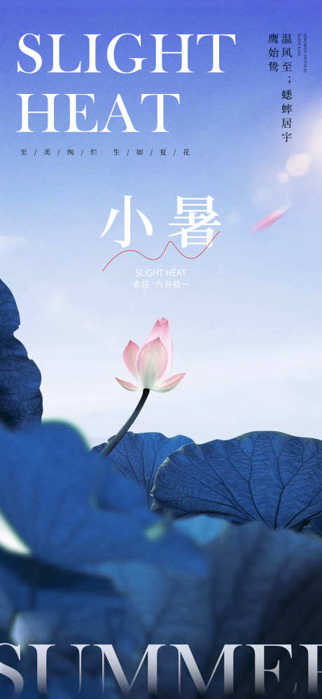 荷花小暑海报