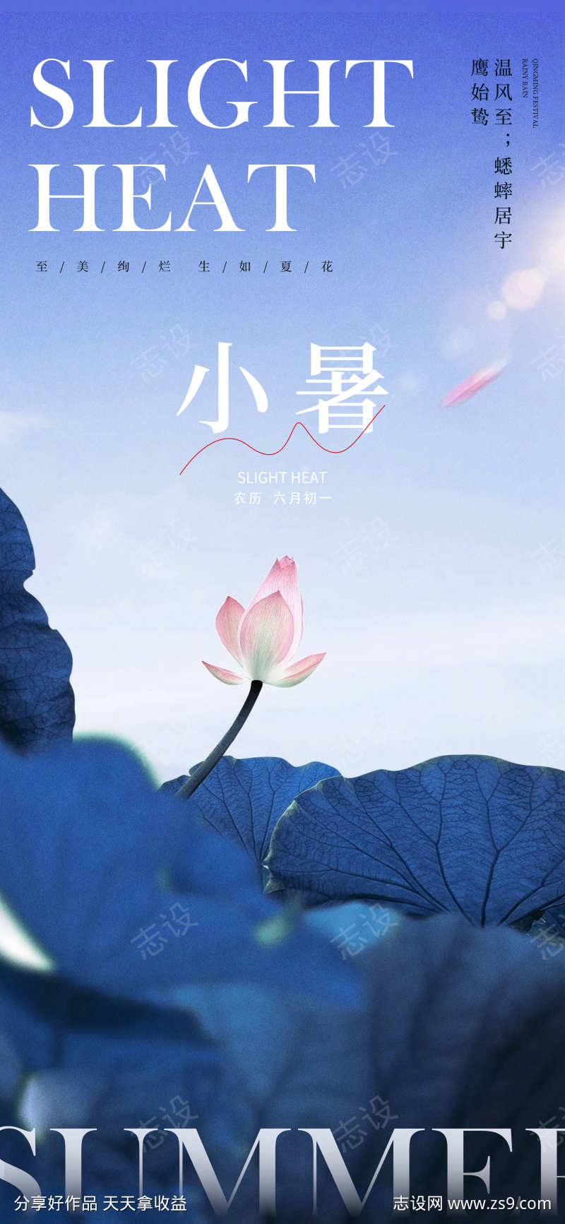荷花小暑海报