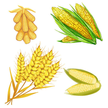 玉米小麦分层素材_源文件下载_PSD格式_3000X3000像素-秋收,两室,食物-作品编号:2025081717063652-志设-zs9.com