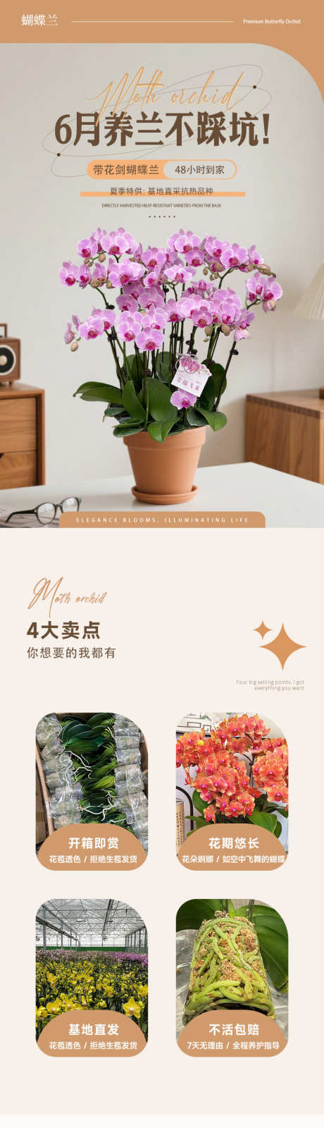 蝴蝶兰详情页_源文件下载_PSD格式_790X10126像素-电商,详情页,盆栽-作品编号:2025082113147482-志˱设′网