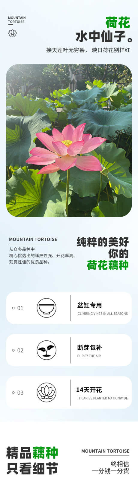 荷花详情页_源文件下载_PSD格式_790X12565像素-电商,详情页,盆栽-作品编号:2025082113152719-志˒设·网