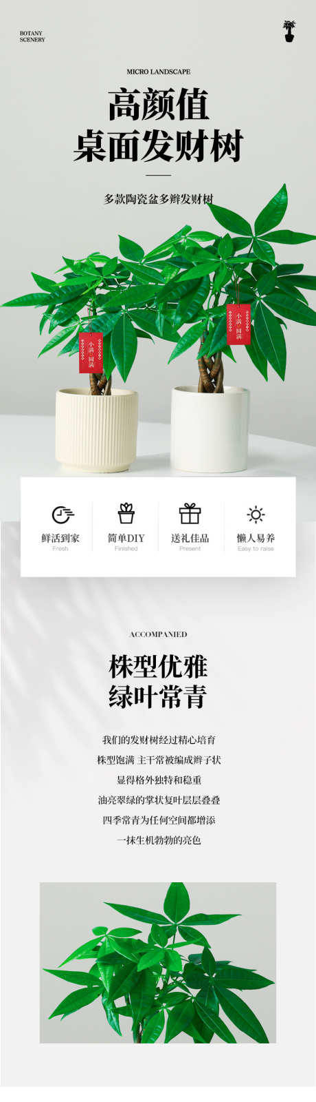 发财树详情页_源文件下载_PSD格式_995X11058像素-电商,详情页,盆栽-作品编号:2025082113161781-志,设͵网