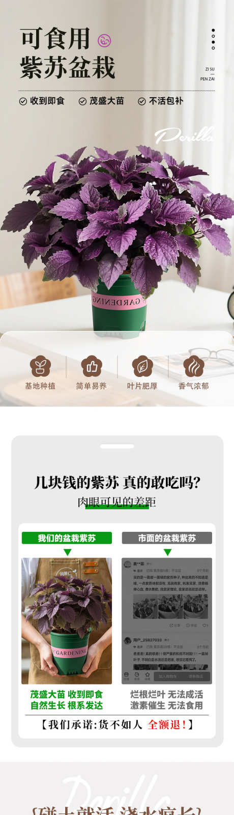 紫苏详情页_源文件下载_PSD格式_790X10322像素-详情页,盆栽,紫苏-作品编号:2025082111541400-志设