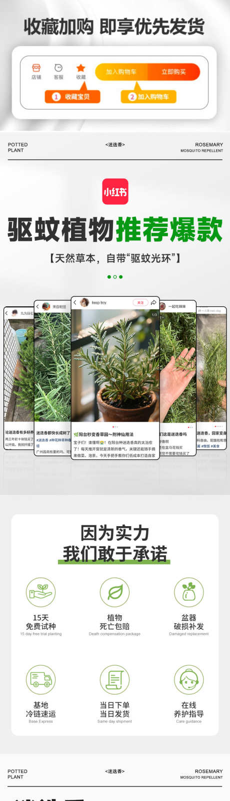 迷迭香详情页_源文件下载_PSD格式_790X9992像素-电商,详情页,盆栽-作品编号:2025082113316293-志˓设˲͓͕͔͐͑͗ٚٛٙ网