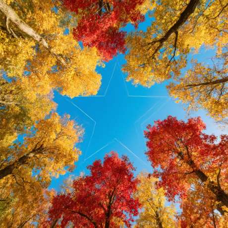 秋天在树林里_AI图片下载_采样_2048X2048像素-红叶,枫树,在树林里-作品编号:2025082111246954-志`设‛ۛ网