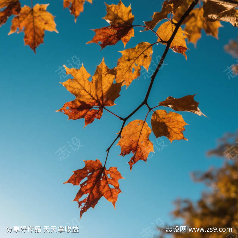 秋枫的美好
