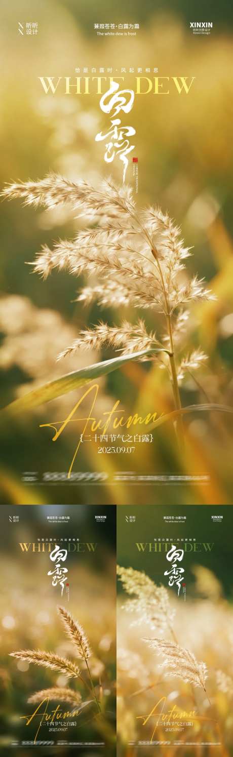 白露芦苇系列海报_源文件下载_PSD格式_1080X3510像素-白露,芦苇,节气-作品编号:2025082510507391-志设