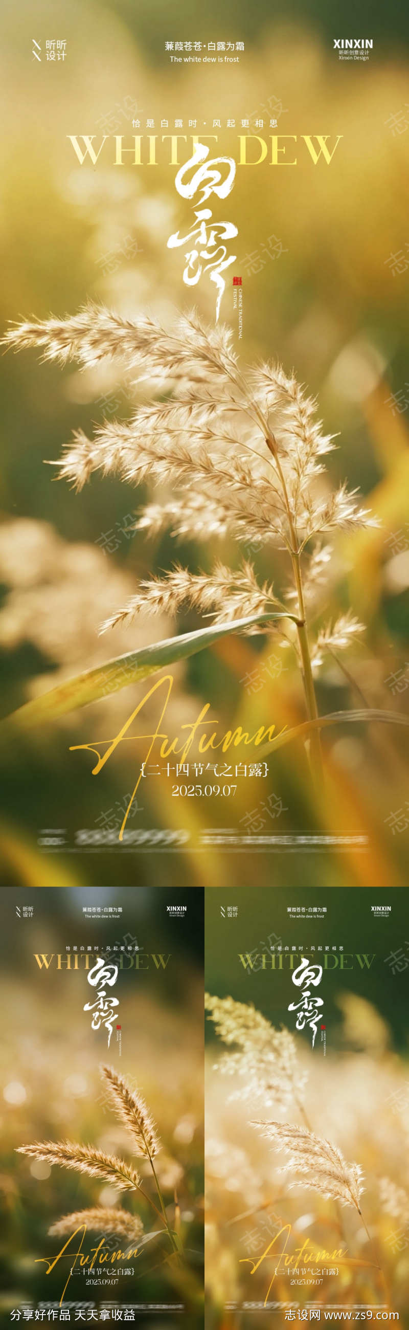 白露芦苇系列海报