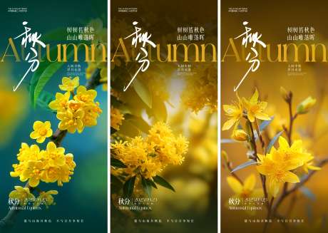 秋分节气系列海报_源文件下载_CDR,AI格式_2000X4330像素-节气,风景,桂花-作品编号:2025082609114394-志˒设ˈ̹网