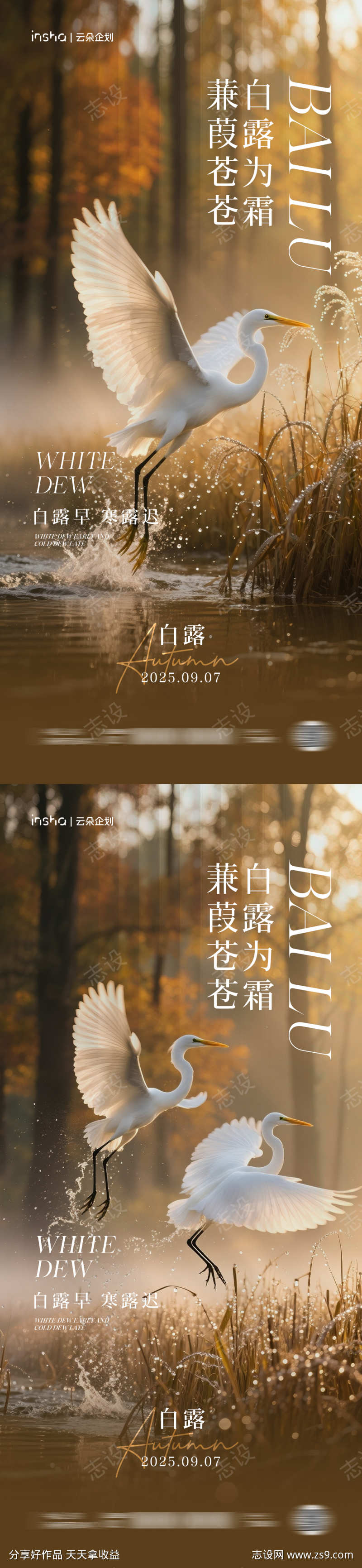 白露节气海报