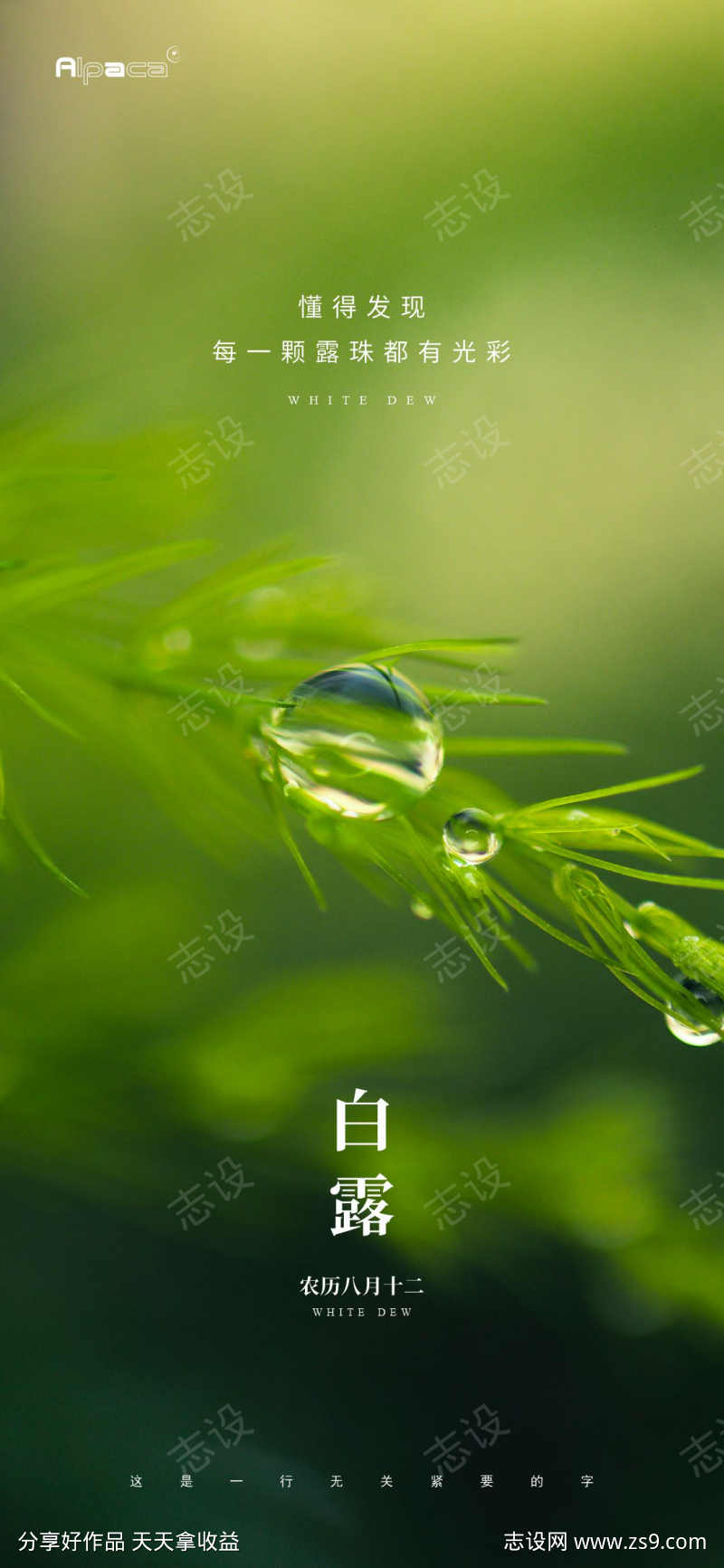 白露节气海报