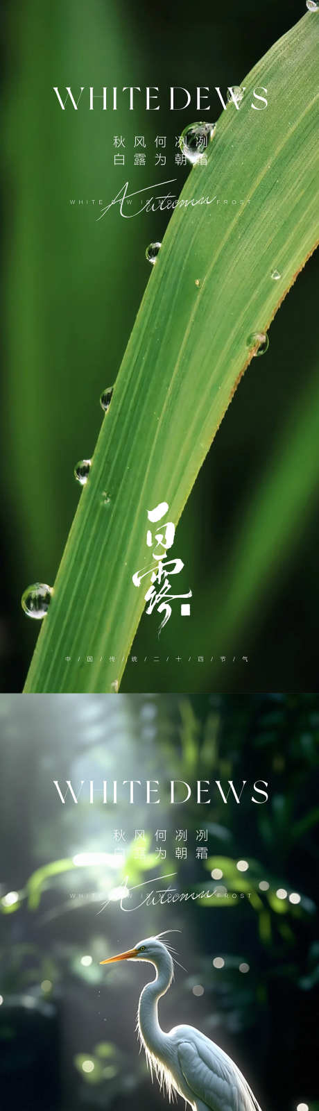 白露节气海报_源文件下载_PSD格式_1080X4676像素-简约,高端,海报-作品编号:2025090215099186-志˲͓͕͔͐͑͗ٚٛٙ设͵网