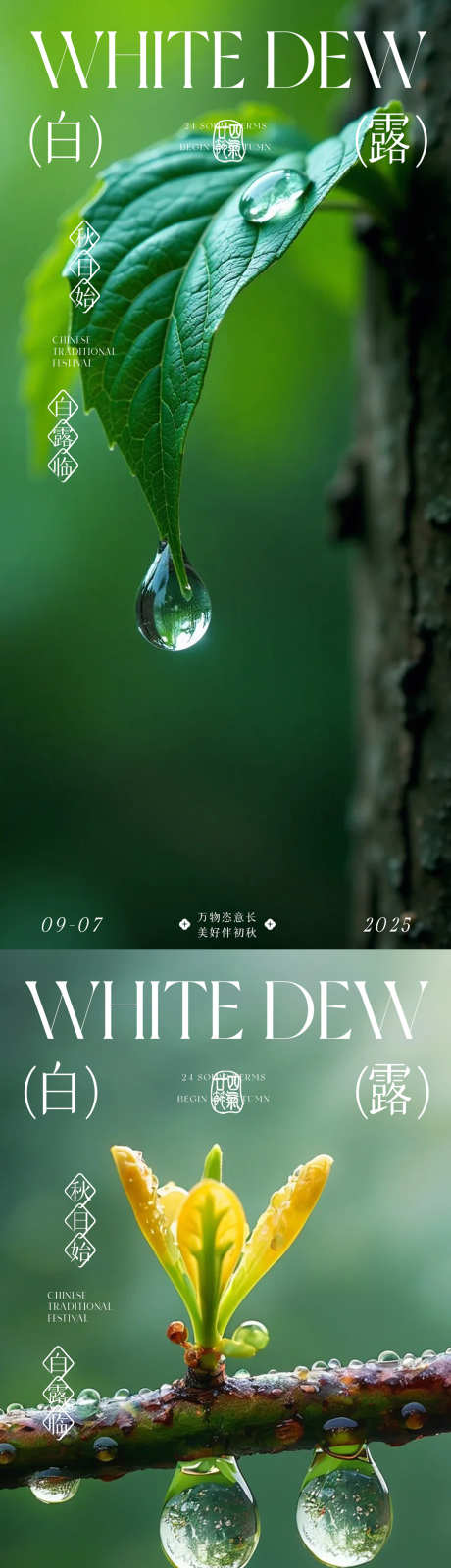 白露寒露节日海报_源文件下载_PSD格式_1080X4676像素-露珠,绿色,节日海报-作品编号:2025090215043461-志,设‘网