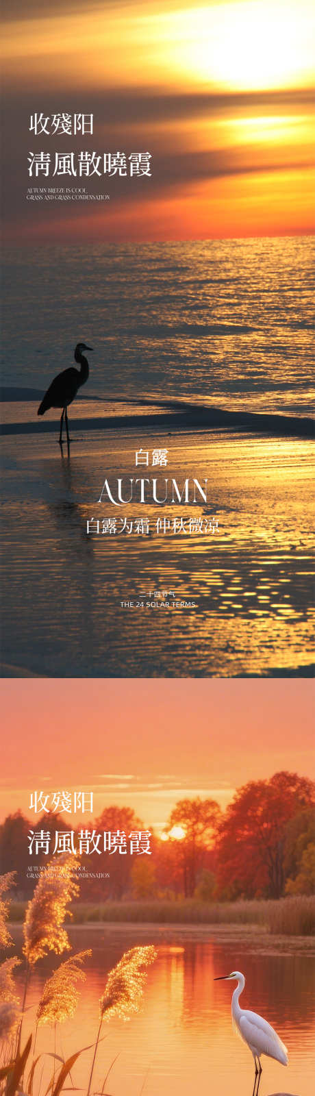 白露节气海报_源文件下载_PSD格式_1080X4676像素-意境,节气,白露-作品编号:2025090209337986-志ˉ设ˆ网